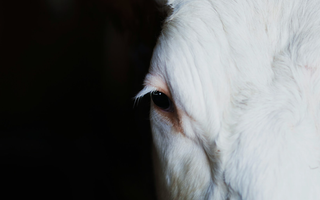 Cows or dogs in your portfolio?