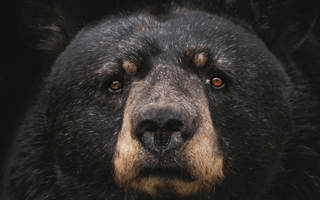 Bull vs. Bear Markets: what do they mean?