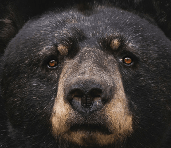 Bull vs. Bear Markets: what do they mean?
