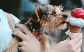 Small dog licking a two-scoop ice cream cone, symbolising indulgence and consumer demand as Nestlé reshapes its ice cream business strategy.