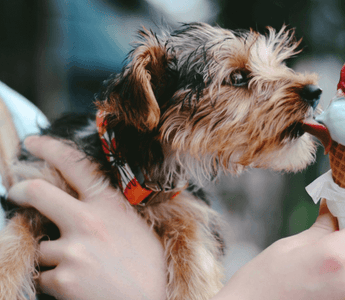 Small dog licking a two-scoop ice cream cone, symbolising indulgence and consumer demand as Nestlé reshapes its ice cream business strategy.