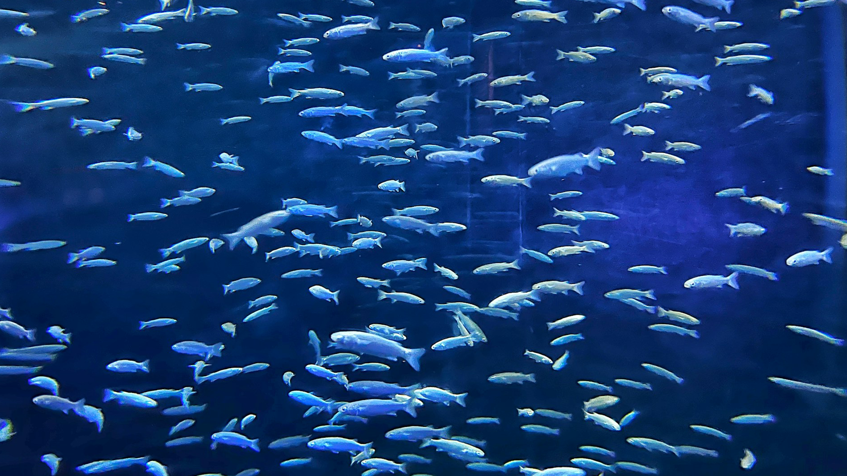 Swimming along nicely…