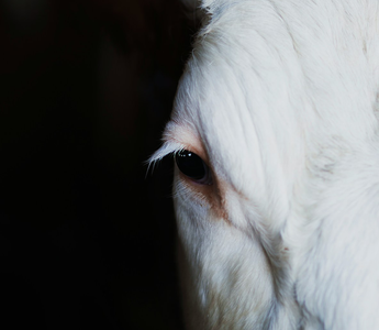 Cows or dogs in your portfolio?