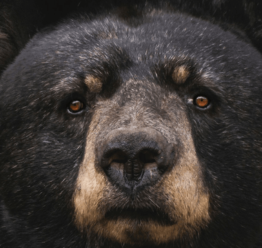 Bull vs. Bear Markets: what do they mean?