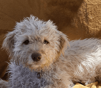 Barking up the right tree?