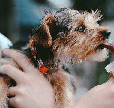 Small dog licking a two-scoop ice cream cone, symbolising indulgence and consumer demand as Nestlé reshapes its ice cream business strategy.